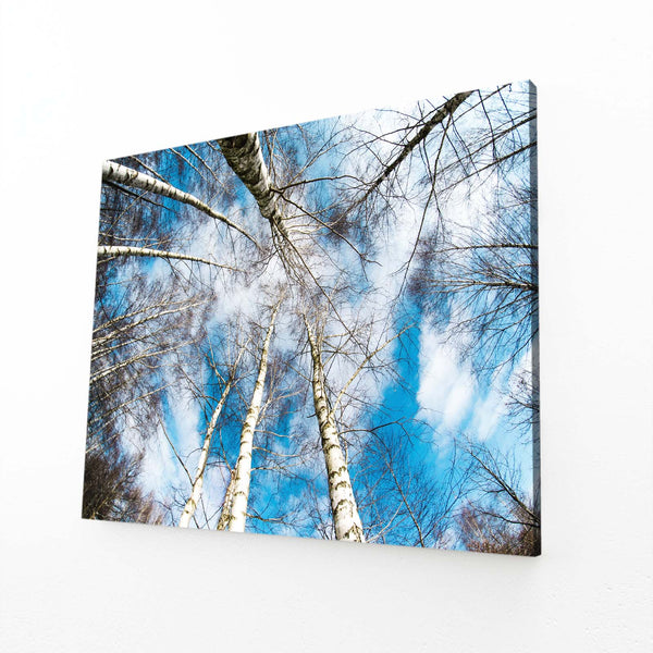 Skyward Birch Tree Art | MusaArtGallery™