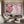 Soft Woman Cherry Blossom Wall Art