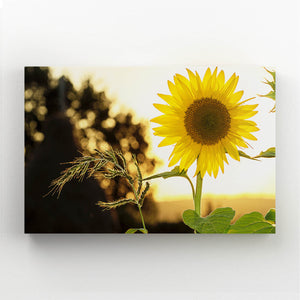 Sunflower Sunset Canvas Art  | MusaArtGallery™