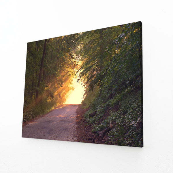 Sunlit Path Tree Art | MusaArtGallery™