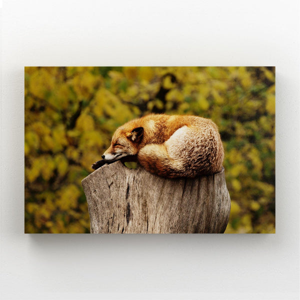 Sweet Fox Art | MusaArtGallery™