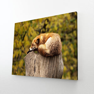 Sweet Fox Art | MusaArtGallery™