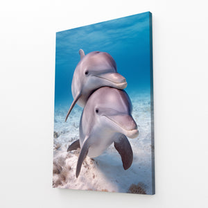 Teal Dolphin Art