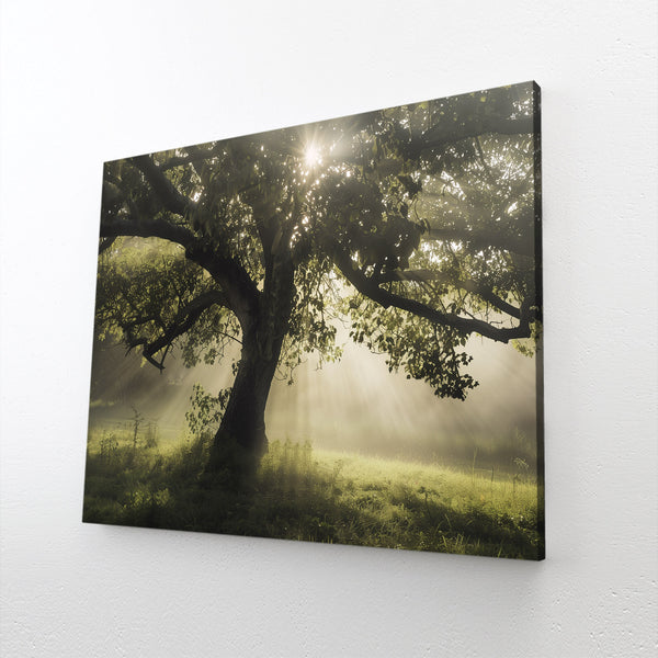 Tree Art Morning Light | MusaArtGallery™