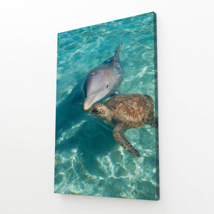 Turtle Dolphin Art