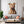 Vertical Dog Wall Art