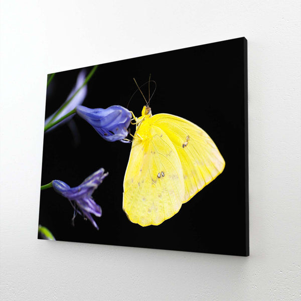 Wall Art Butterfly Design | MusaArtGallery™