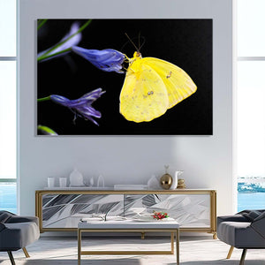 Wall Art Butterfly Design | MusaArtGallery™