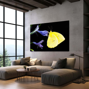 Wall Art Butterfly Design | MusaArtGallery™