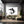 White Dolphin Wall Art