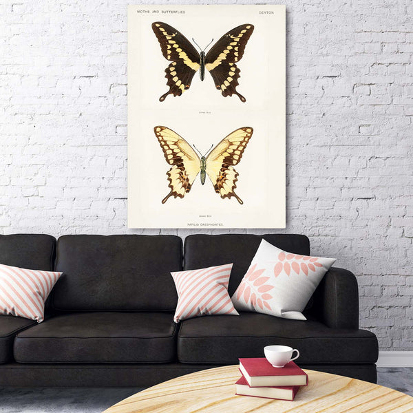 World Market Butterfly Wall Art | MusaArtGallery™
