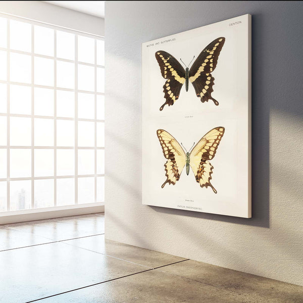 World Market Butterfly Wall Art | MusaArtGallery™