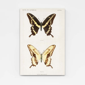 World Market Butterfly Wall Art | MusaArtGallery™